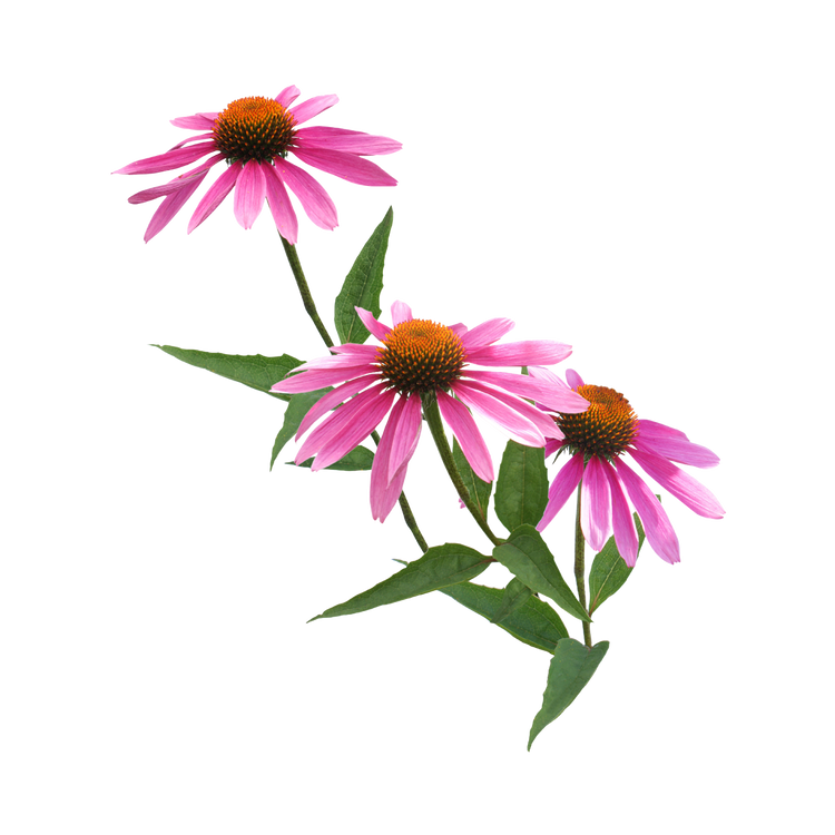 Harker Herbals Vitamin C + Echinacea 200ml