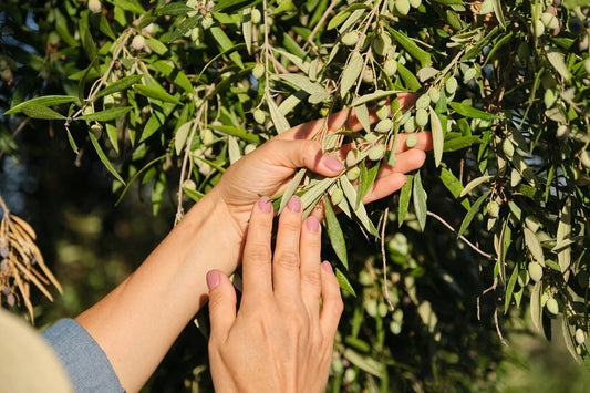 Person gathering olive leaves, often harvested for their benefits
