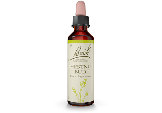 Bach Original Flower Essence Remedy Chestnut Bud, 20ml