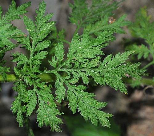Natures Sunshine Artemisia Combination, 90 vcaps