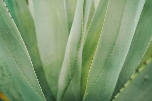 Aloe Vera grown in NZ